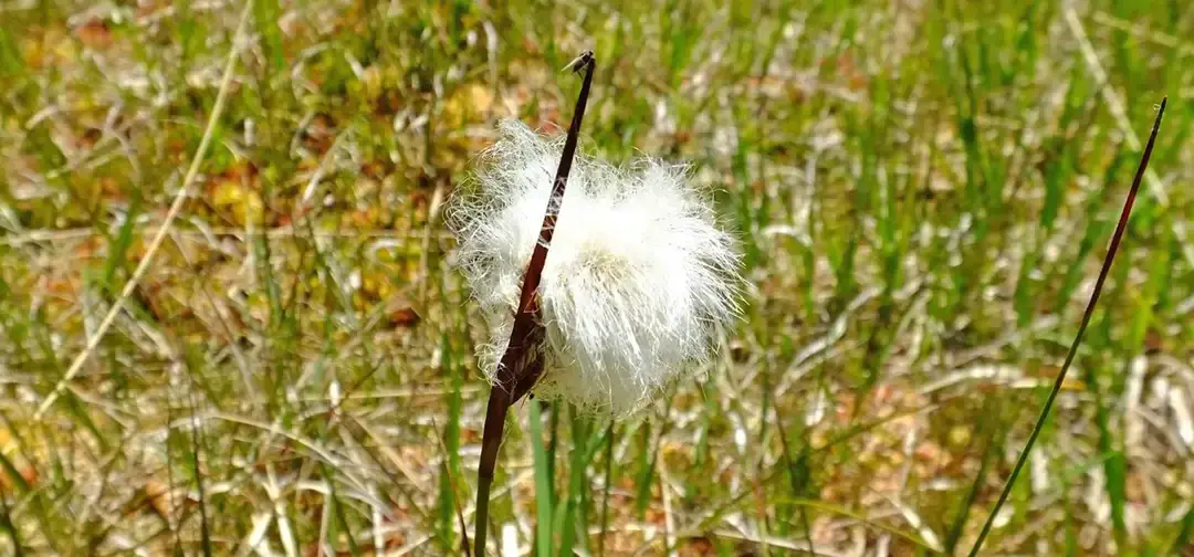 Börfinker Ochsentour