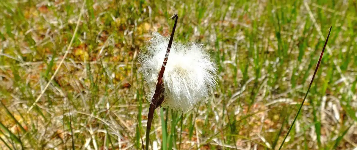 Börfinker Ochsentour