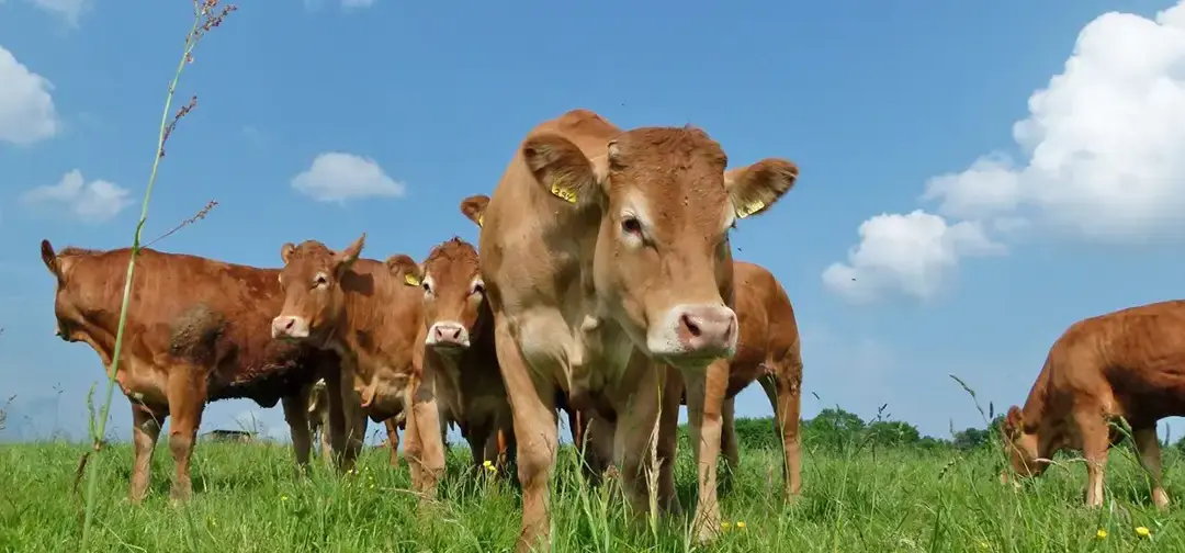 Schillinger Panoramaweg